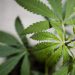 Amendment killing nationally legal cannabis makes it into House Farm Bill