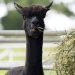 H5N1 bird flu found in alpacas for first time