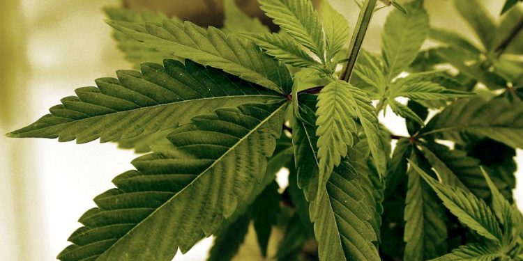 Daily marijuana use now more common than daily drinking: Analysis