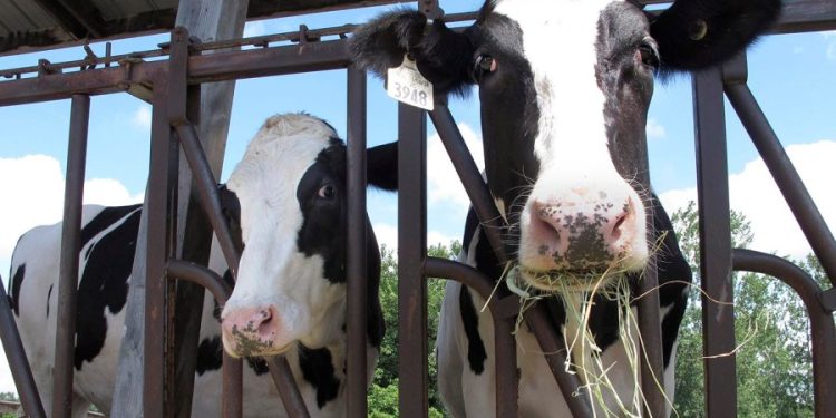 Bird flu infects second person in US: What we know