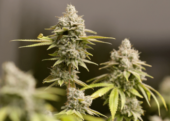 Study finds higher risk of psychotic disorders among teens who use marijuana