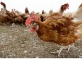 4 million Iowa chickens being killed after bird flu detected at egg farm