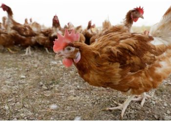 4 million Iowa chickens being killed after bird flu detected at egg farm