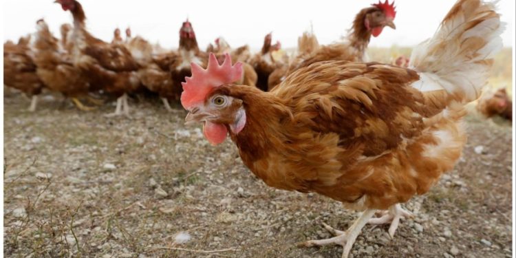 4 million Iowa chickens being killed after bird flu detected at egg farm
