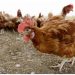 4 million Iowa chickens being killed after bird flu detected at egg farm