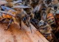 Honeybees can detect lung cancer in humans: Research