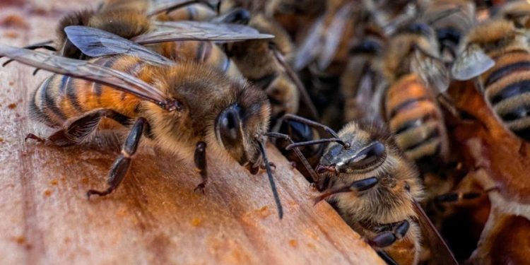 Honeybees can detect lung cancer in humans: Research