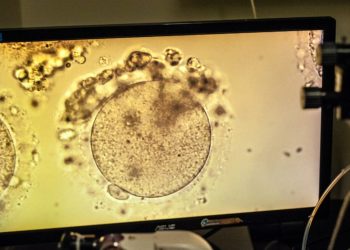 Senate sinks competing IVF bills: How did they differ?