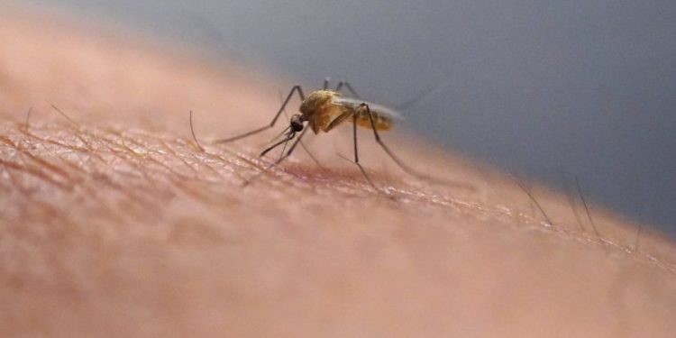 Florida officials issue dengue fever alert