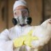 3 new cases of possible bird flu reported in Colorado