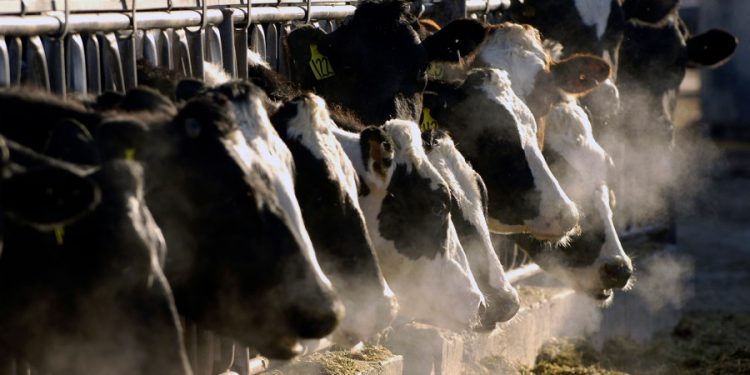 Fourth human bird flu case tied to dairy cow outbreak reported