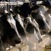 Fourth human bird flu case tied to dairy cow outbreak reported