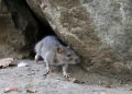 New human plague case confirmed in Colorado