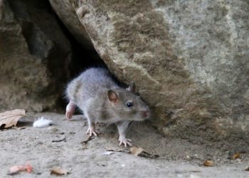 New human plague case confirmed in Colorado