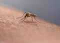 NH resident dies after testing positive for mosquito-borne virus