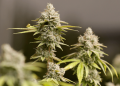 Slim majorities now say marijuana negatively impacts society, users: Gallup
