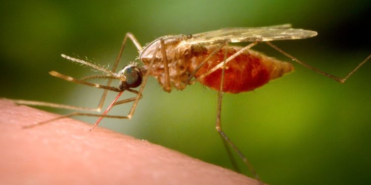 Deadly mosquito virus puts Mass. towns on high alert