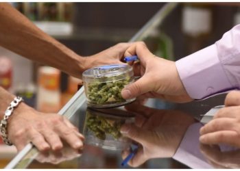 Cannabis, hallucinogen use at ‘historically high levels’: Research