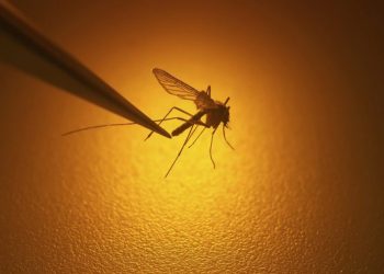 California faces ‘unprecedented’ local spread of dengue fever, possibly driven by climate change