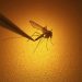 California faces ‘unprecedented’ local spread of dengue fever, possibly driven by climate change