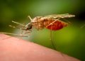 NY governor declares deadly mosquito virus public health threat after confirmed case