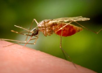 NY governor declares deadly mosquito virus public health threat after confirmed case