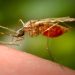 NY governor declares deadly mosquito virus public health threat after confirmed case