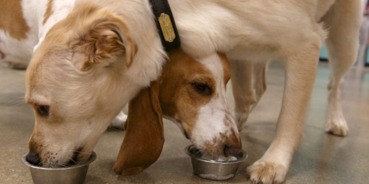 Dog food pulled from shelves nationwide: FDA