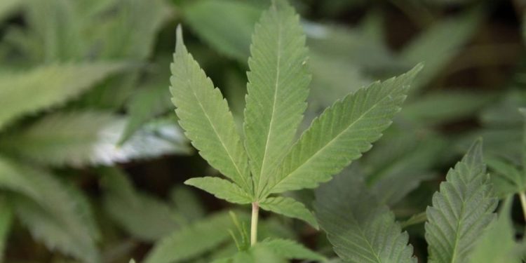 New report recommends larger role for CDC in cannabis public health policy