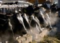 CDC confirms California’s first human cases of bird flu in two dairy workers
