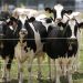 California reports third confirmed human case of bird flu, plus two more potential cases