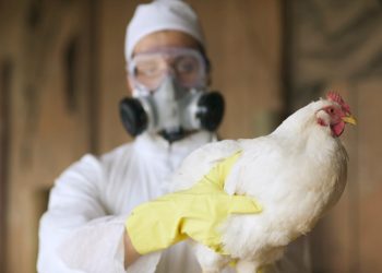 Bird flu cases rise to 31, but CDC says no person-to-person transmission