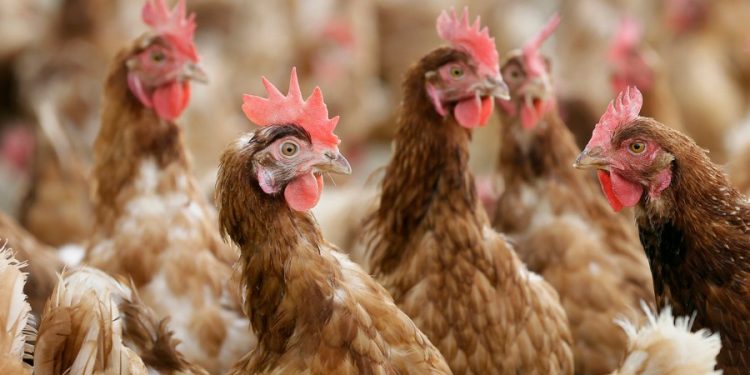 Bird flu infects four in Washington state; CDC deploys team