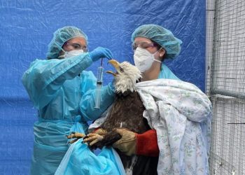 California health officials investigating bird flu infection in child