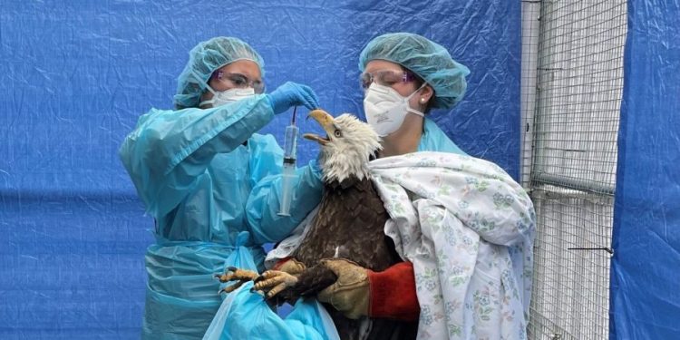 California health officials investigating bird flu infection in child