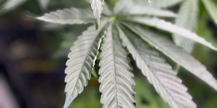 FDA gives green light to PTSD marijuana study in veterans