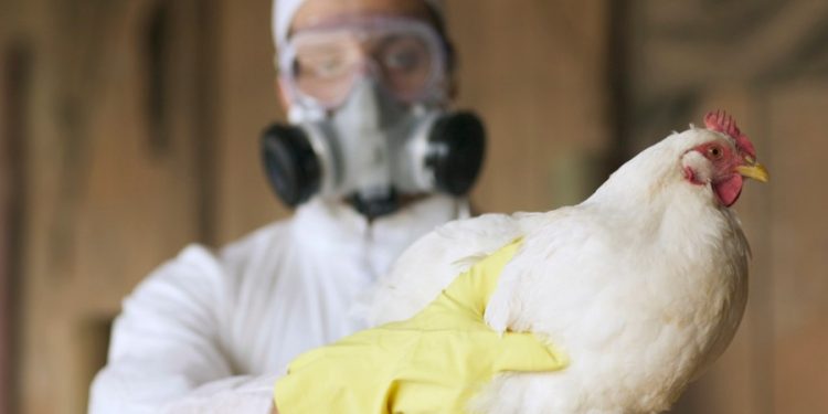 Bird flu confirmed in child for first time in US: CDC