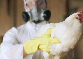 Bird flu virus in Louisiana patient likely mutated to be more transmissible, CDC says