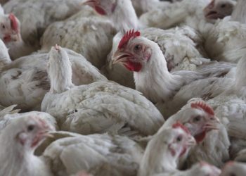 How will federal health ‘black out’ affect bird flu response?