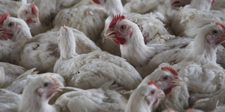 How will federal health ‘black out’ affect bird flu response?