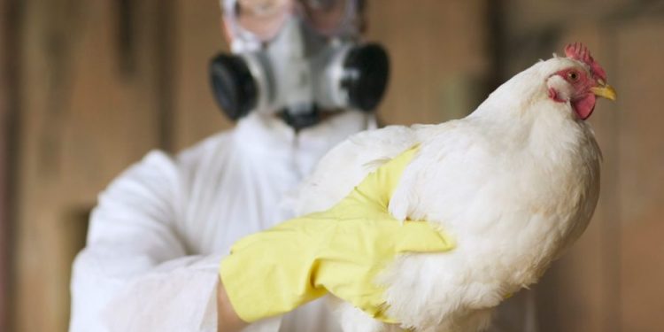 U.S. records first death from bird flu amid growing concerns