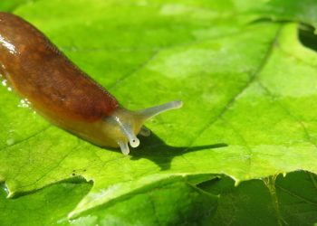 Nature offers novel approach to oral wound care