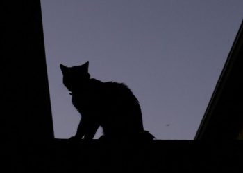 Washington state warning pet owners after bird flu confirmed in 2 indoor cats