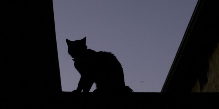 Washington state warning pet owners after bird flu confirmed in 2 indoor cats