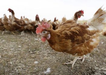 Mississippi reports first outbreak of highly pathogenic bird flu strain in US since 2017