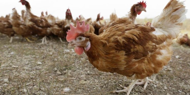 Mississippi reports first outbreak of highly pathogenic bird flu strain in US since 2017