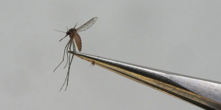 CDC issues dengue fever warning for spring, summer travelers