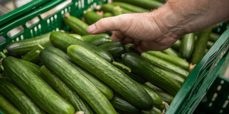 Multistate salmonella outbreak sparks cucumber recall