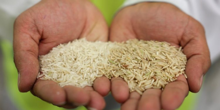 Lead, arsenic found in popular rice brands: Study