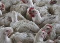 CDC ends bird flu emergency